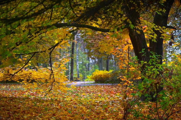 Autumn in a park — Stock Photo, Image