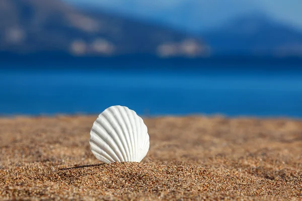 Concha de mar en una playa —  Fotos de Stock