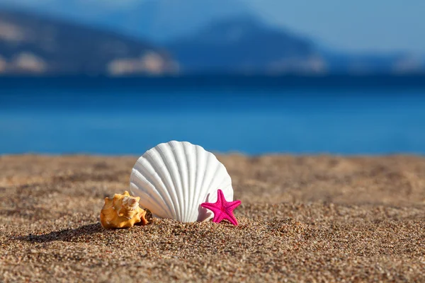 Conchiglia e stelle marine su una spiaggia — Foto Stock