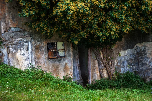 Abandoned house — Stock Photo, Image