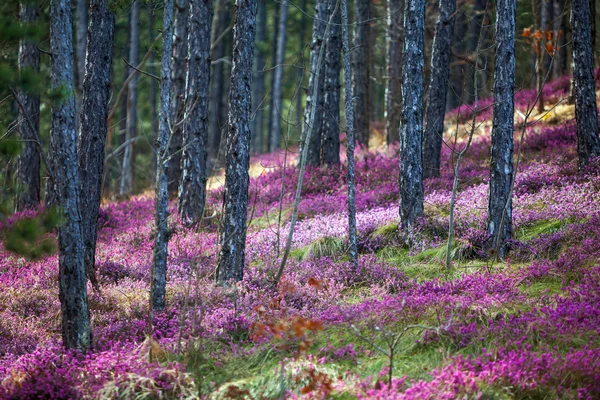 Skogens Ljung — Stockfoto