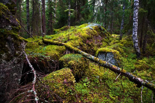 Skog — Stockfoto