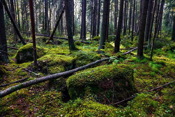 Foresta — Foto Stock