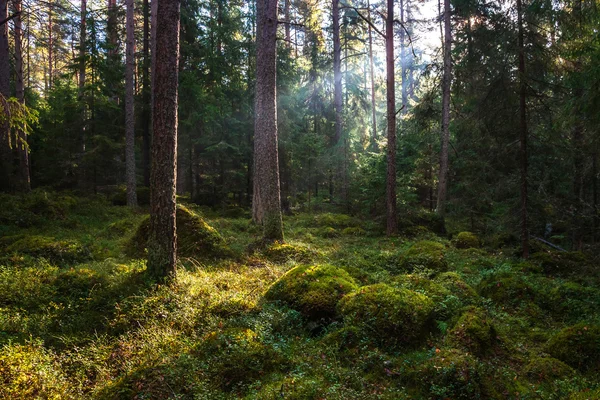 Floresta — Fotografia de Stock