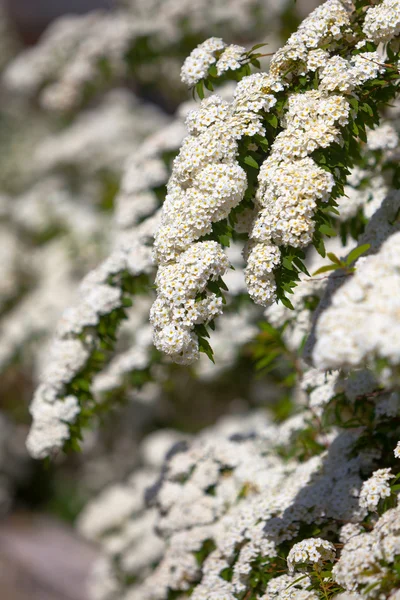 Blossoming bush in a park — Stock Photo, Image