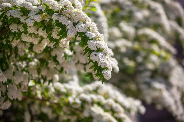 Blossoming bush in a park — Stock Photo, Image