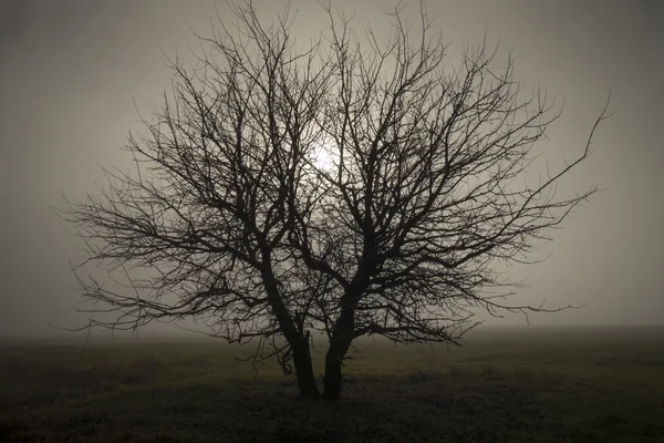 Lonely in the fog — Stock Photo, Image