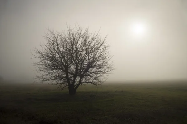 Seule dans le brouillard — Photo