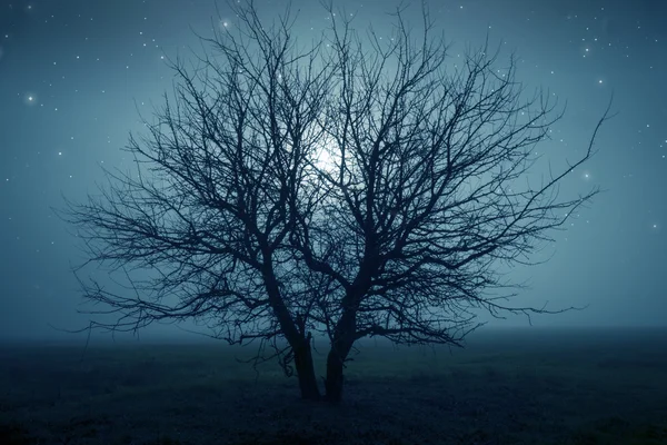 在晚上的神秘树 — 图库照片
