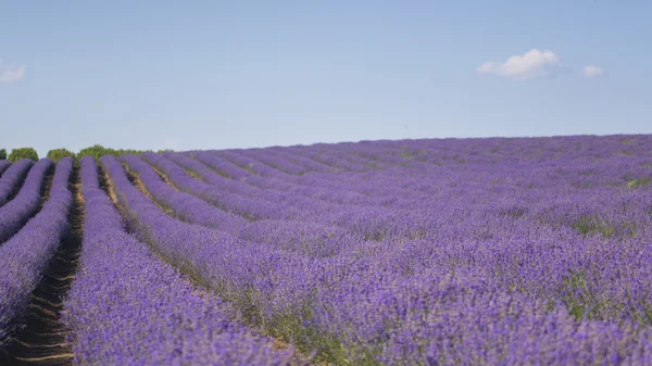 Lavendelreihen — Stockfoto