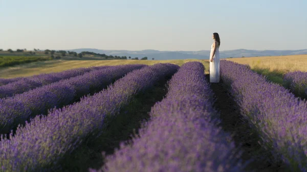Gelassenheit in einem Lavendelfeld — Stockfoto