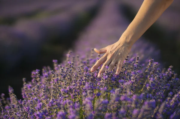 Tocando la lavanda — Foto de Stock