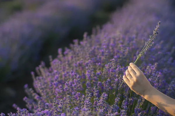 Gently holding lavender — Stock Photo, Image