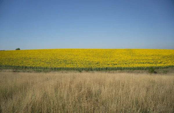 Zonnebloemen in bloei — Stockfoto