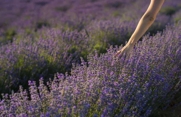 Tocar na lavanda — Fotografia de Stock