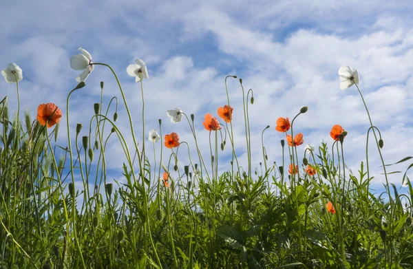 Amapolas blancas y rojas — Foto de Stock