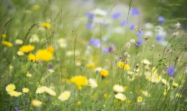 Wild flowers — Stock Photo, Image