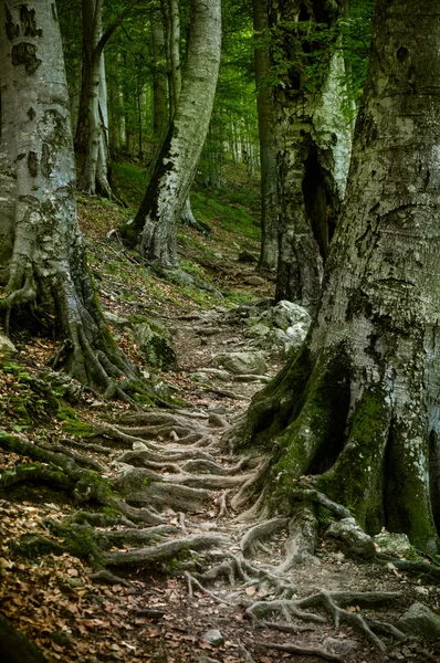 Mysterious path — Stock Photo, Image