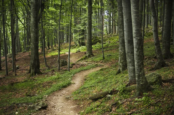 Waldweg — Stockfoto