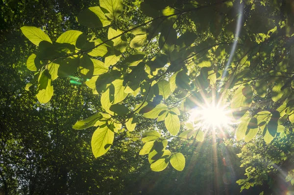 Solen skiner genom bladen Stockbild