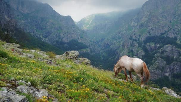 Grazing en las montañas — Vídeo de stock