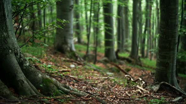 Beech forest — Stock Video