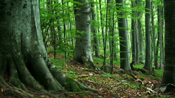 Kayın ormanı — Stok video