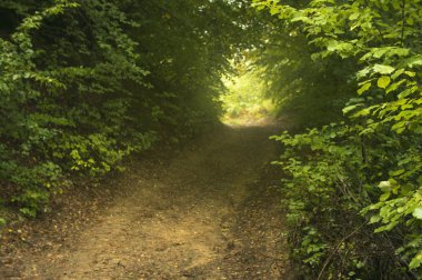 Mistik orman yolu