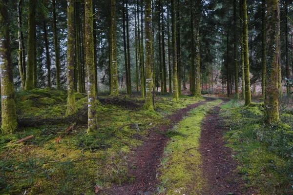 Tajemniczy ciemnego lasu — Zdjęcie stockowe