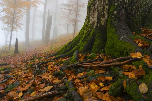 Misteriosa foresta autunnale — Foto Stock