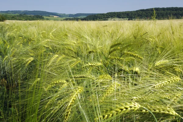 春の緑の大麦 — ストック写真