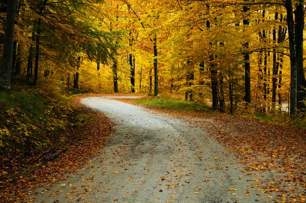 Estrada dourada outono — Fotografia de Stock