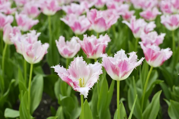 Sprigtime tulpen in bloei — Stockfoto