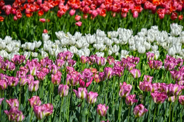 Sprigtime tulpen in bloei — Stockfoto