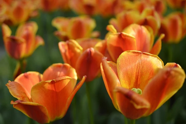 Sprigtime tulpen in bloei — Stockfoto