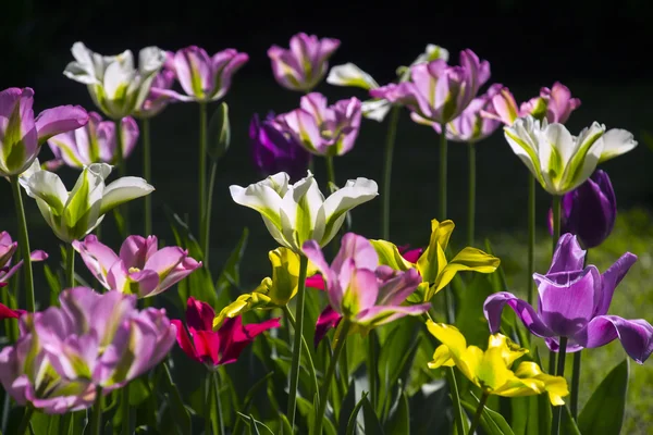 Sprigtime tulpen in bloei — Stockfoto