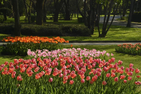Sprigtime tulpen in bloei — Stockfoto