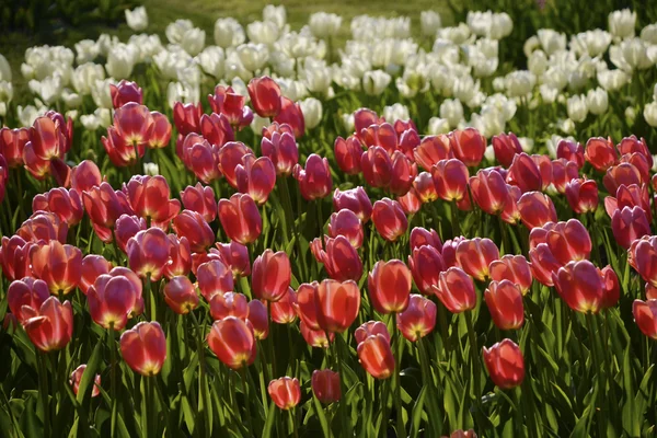 Sprigtime tulpen in bloei — Stockfoto