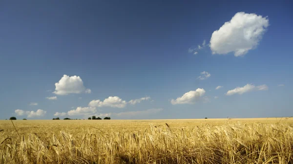 Summer countryside landscape — Stock Photo, Image