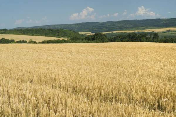 Sommar landsbygd landskap — Stockfoto