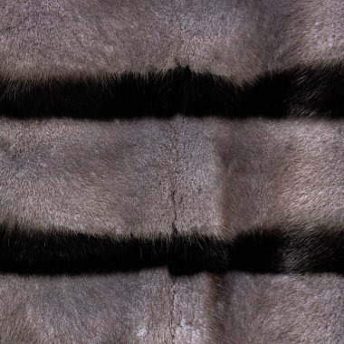 Kürk mantosunda koyu çizgili gri kürk. Parlak, pahalı desenli, desenli saçlar.