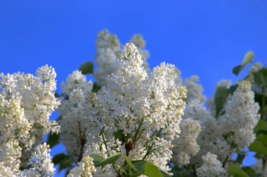 Güneşli bir günde beyaz leylak. Mavi gökyüzü arka planı. İç mekan için