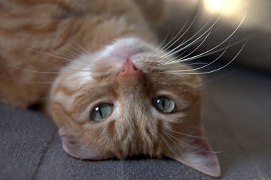 Bir kızıl evcil kedi kanepede yatar ve kameraya bakar.