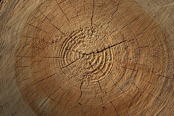 A section of a tree trunk, the texture of a tree in close-up.