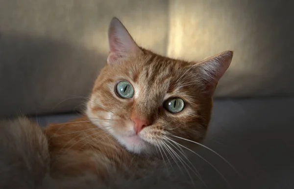 Bir Kızıl Evcil Kedi Kanepede Yatar Kameraya Bakar — Stok fotoğraf