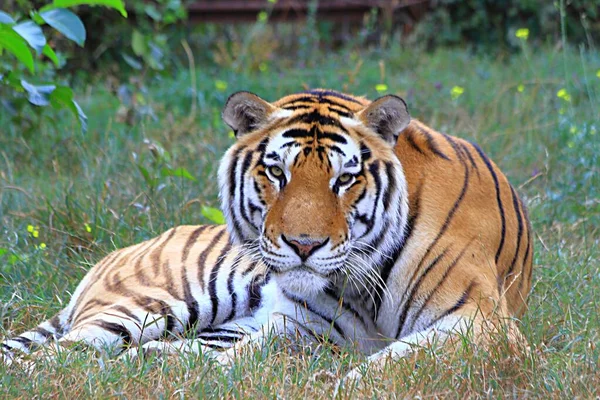 Amur Tygr Leží Trávě — Stock fotografie