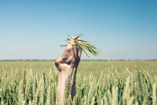 Pés em trigo — Fotografia de Stock