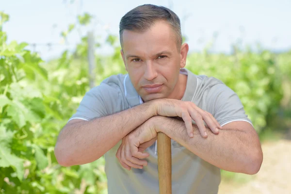 Homme dans la vigne — Photo