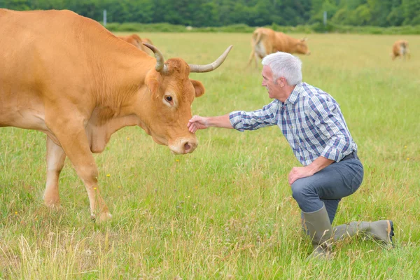Agricultor acariciando cabeça de vaca — Fotografia de Stock
