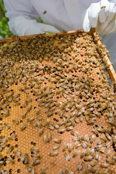 Honing kam en bijenteelt — Stockfoto